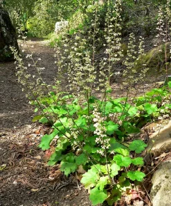 1200 Coral Bells Heuchera richardsonii Seeds - Prairie Alumroot, Cream Flowers, Shade - Image 2