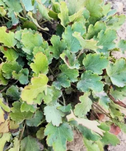 1200 Coral Bells Heuchera richardsonii Seeds - Prairie Alumroot, Cream Flowers, Shade - Image 3