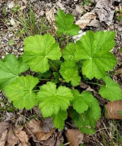 1200 Coral Bells Heuchera richardsonii Seeds - Prairie Alumroot, Cream Flowers, Shade - Image 4