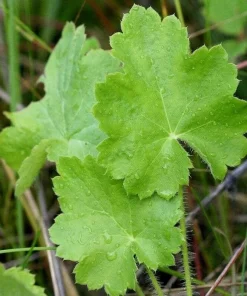 1200 Coral Bells Heuchera richardsonii Seeds - Prairie Alumroot, Cream Flowers, Shade - Image 5
