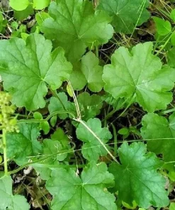 1200 Coral Bells Heuchera richardsonii Seeds - Prairie Alumroot, Cream Flowers, Shade - Image 6