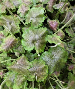 1200 Coral Bells Heuchera richardsonii Seeds - Prairie Alumroot, Cream Flowers, Shade - Image 7