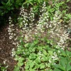 1200 Coral Bells Heuchera richardsonii Seeds - Prairie Alumroot, Cream Flowers, Shade - Image 1