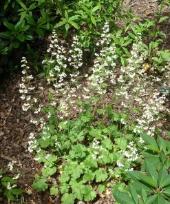 1200 Coral Bells Heuchera richardsonii Seeds - Prairie Alumroot, Cream Flowers, Shade - Image 1
