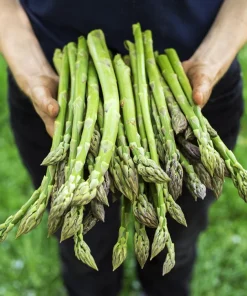 125 UC72 Asparagus Seeds - High Yield, Disease Resistant Vegetable Seeds - Image 1