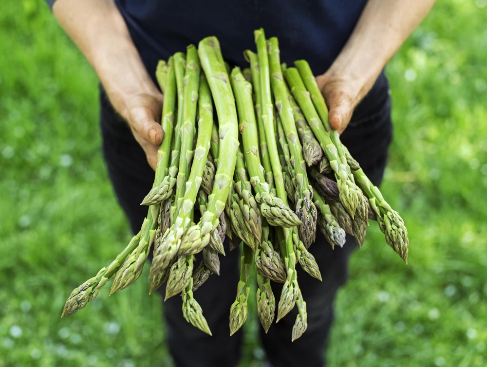 125 UC72 Asparagus Seeds - High Yield, Disease Resistant Vegetable Seeds - Image 1