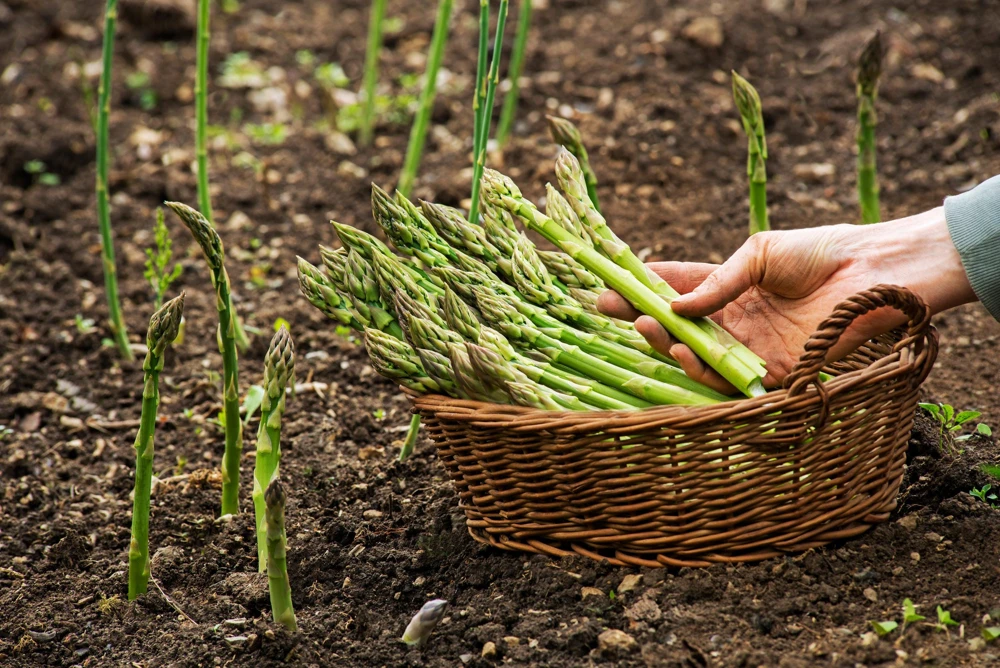 125 UC72 Asparagus Seeds - High Yield, Disease Resistant Vegetable Seeds - Image 2