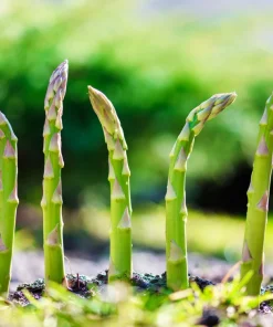 125 UC72 Asparagus Seeds - High Yield, Disease Resistant Vegetable Seeds - Image 3
