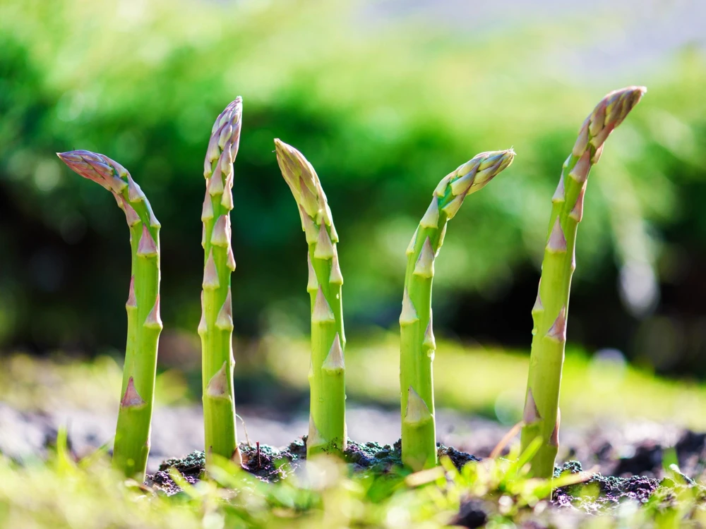 125 UC72 Asparagus Seeds - High Yield, Disease Resistant Vegetable Seeds - Image 3