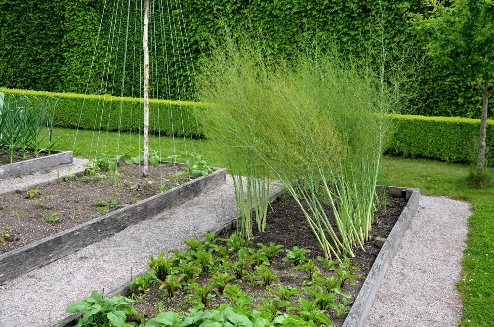 125 UC72 Asparagus Seeds - High Yield, Disease Resistant Vegetable Seeds - Image 4