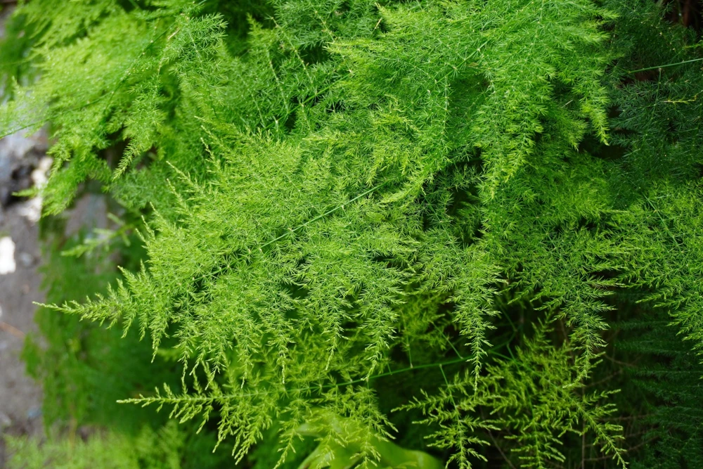 125 UC72 Asparagus Seeds - High Yield, Disease Resistant Vegetable Seeds - Image 5