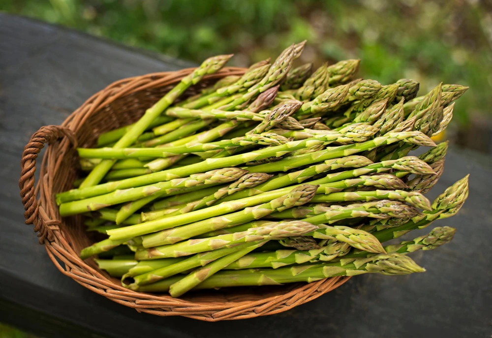 125 UC72 Asparagus Seeds - High Yield, Disease Resistant Vegetable Seeds - Image 6