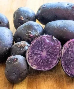 140 Mix Potato Seeds for Planting - Heirloom Vegetable Seeds - Image 2