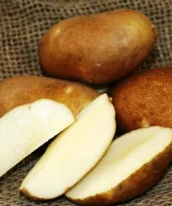 140 Mix Potato Seeds for Planting - Heirloom Vegetable Seeds - Image 4