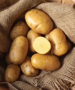 140 Mix Potato Seeds for Planting - Heirloom Vegetable Seeds - Image 6