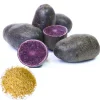 140 Purple Sweet Potato Seeds for Planting - Easy Grow Vegetable Seeds - Image 1