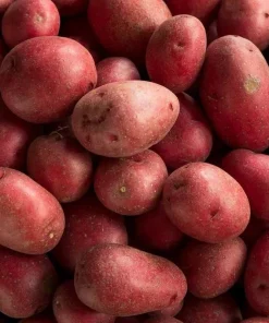 140 Red Potato Seeds – Easy Growing for Home Gardens - Image 2