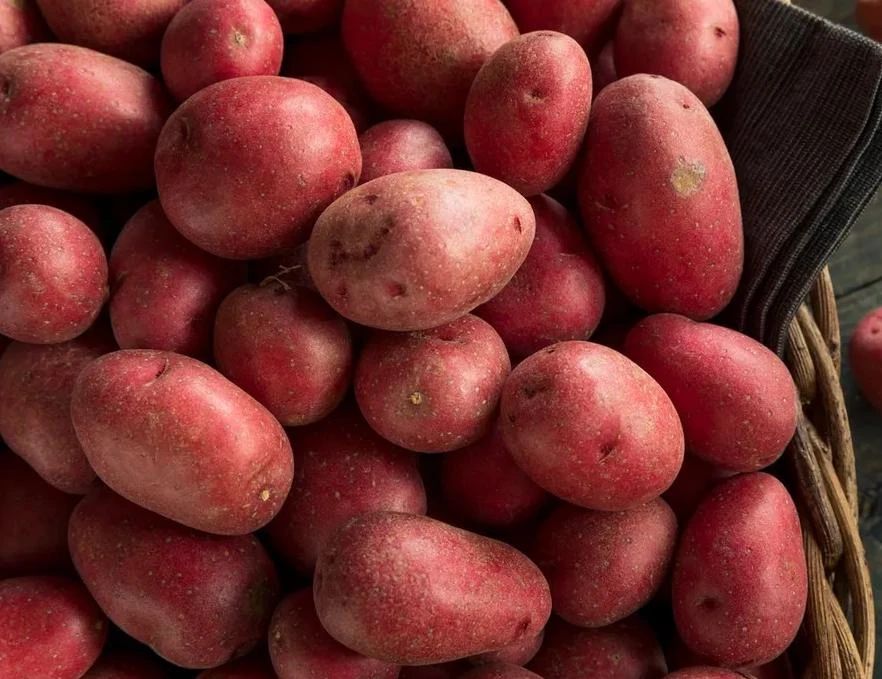 140 Red Potato Seeds – Easy Growing for Home Gardens - Image 2