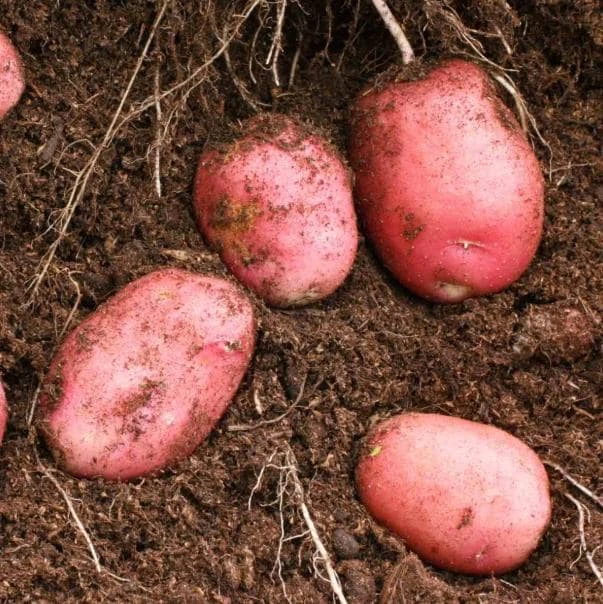 140 Red Potato Seeds – Easy Growing for Home Gardens - Image 3