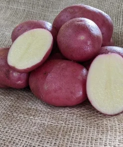 140 Red Potato Seeds – Easy Growing for Home Gardens - Image 4