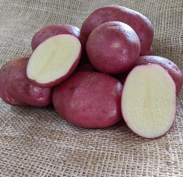 140 Red Potato Seeds – Easy Growing for Home Gardens - Image 4
