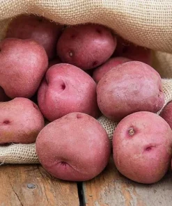 140 Red Potato Seeds – Easy Growing for Home Gardens - Image 6