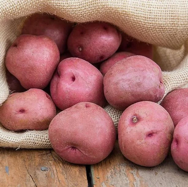 140 Red Potato Seeds – Easy Growing for Home Gardens - Image 6