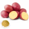 140 Red Potato Seeds – Easy Growing for Home Gardens - Image 1