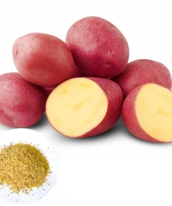 140 Red Potato Seeds – Easy Growing for Home Gardens - Image 1