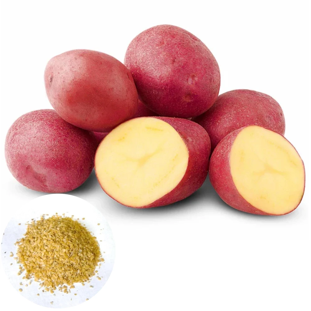 140 Red Potato Seeds – Easy Growing for Home Gardens - Image 1