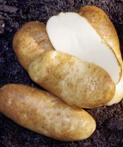 140 Russet Potato Seeds for Planting - Heirloom Vegetable Seeds - Image 3