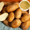 140 Russet Potato Seeds for Planting - Heirloom Vegetable Seeds - Image 1
