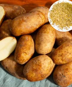 140 Russet Potato Seeds for Planting - Heirloom Vegetable Seeds - Image 1