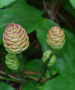 15 Awapuhi Shampoo Ginger Rhizomes - Zingiber Zerumbet Tubers for Planting - Image 4