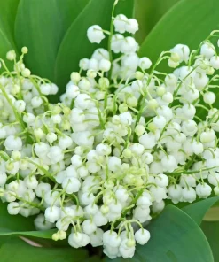 15 Lily of the Valley Bare Root Rhizomes - Fragrant White Spring Flowers - Image 3