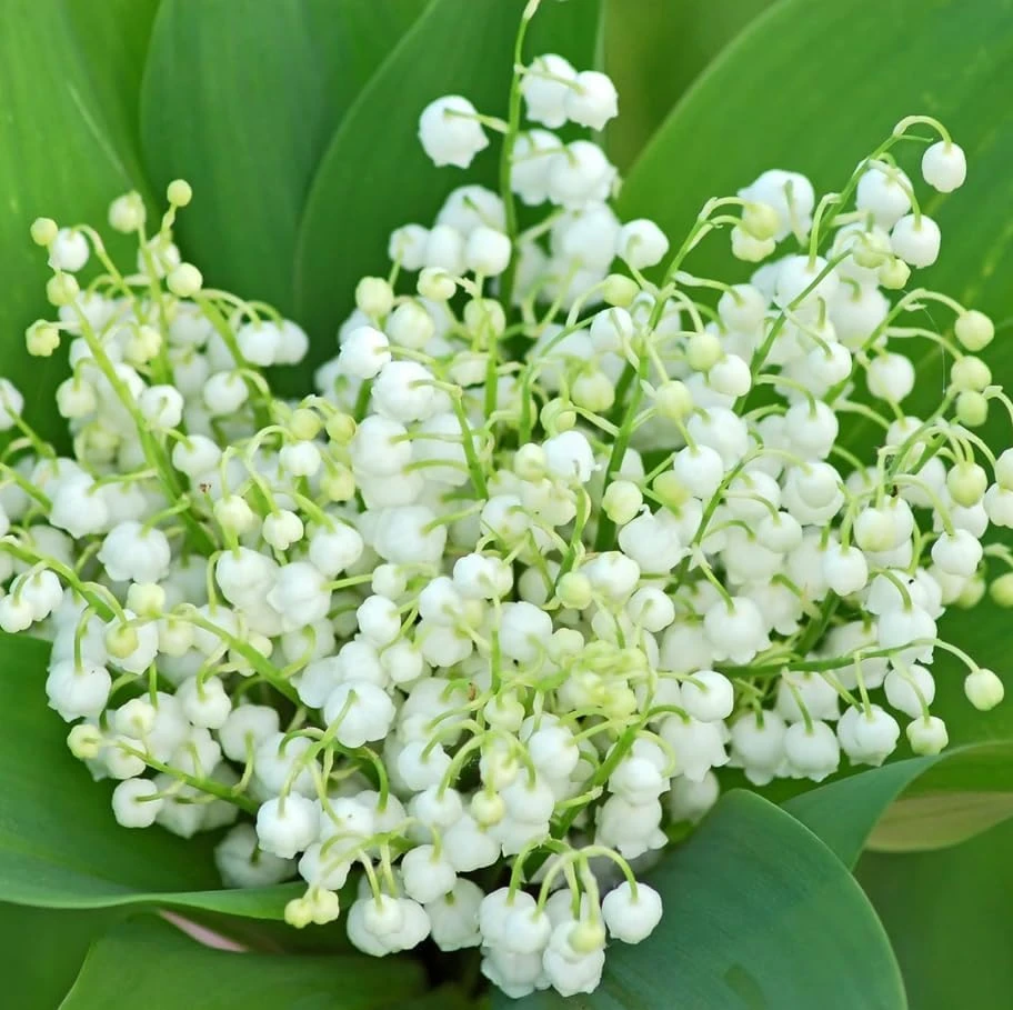 15 Lily of the Valley Bare Root Rhizomes - Fragrant White Spring Flowers - Image 3