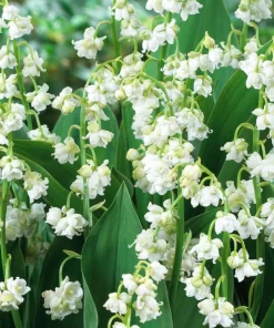 15 Lily of the Valley Bare Root Rhizomes - Fragrant White Spring Flowers - Image 4