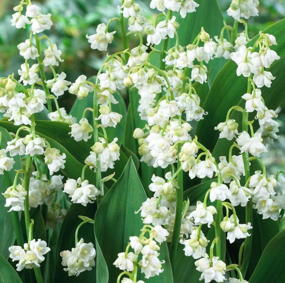 15 Lily of the Valley Bare Root Rhizomes - Fragrant White Spring Flowers - Image 4