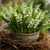 15 Lily of the Valley Bare Root Rhizomes - Fragrant White Spring Flowers - Image 1