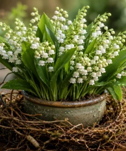 15 Lily of the Valley Bare Root Rhizomes - Fragrant White Spring Flowers - Image 1