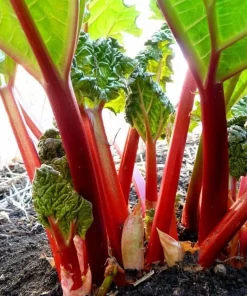 15 Pack Victoria Rhubarb Bare Root Crowns 4-6 Inch, Hardy Perennial Vegetable Plant - Image 2