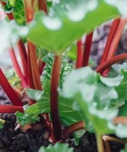 15 Pack Victoria Rhubarb Bare Root Crowns 4-6 Inch, Hardy Perennial Vegetable Plant - Image 3