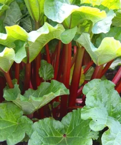 15 Pack Victoria Rhubarb Bare Root Crowns 4-6 Inch, Hardy Perennial Vegetable Plant - Image 4