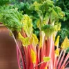 15 Pack Victoria Rhubarb Bare Root Crowns 4-6 Inch, Hardy Perennial Vegetable Plant - Image 1