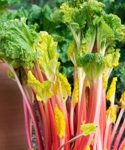 15 Pack Victoria Rhubarb Bare Root Crowns 4-6 Inch, Hardy Perennial Vegetable Plant - Image 1