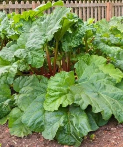 15 Pack Victoria Rhubarb Bare Root Crowns 4-6 Inch, Hardy Perennial Vegetable Plant - Image 8