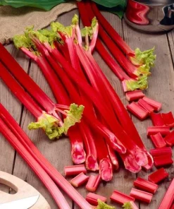 15 Pack Victoria Rhubarb Bare Root Crowns 4-6 Inch, Hardy Perennial Vegetable Plant - Image 9