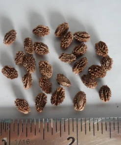 15 Papaya Seeds for Planting – Sweet Puerto Rico Variety Fruit Tree Seeds - Image 2