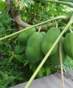 15 Papaya Seeds for Planting – Sweet Puerto Rico Variety Fruit Tree Seeds - Image 3