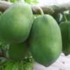 15 Papaya Seeds for Planting – Sweet Puerto Rico Variety Fruit Tree Seeds - Image 1